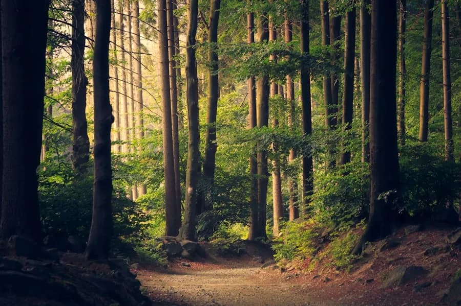 Seasonal Living in Modern Life: Aligning with Natural Rhythms
